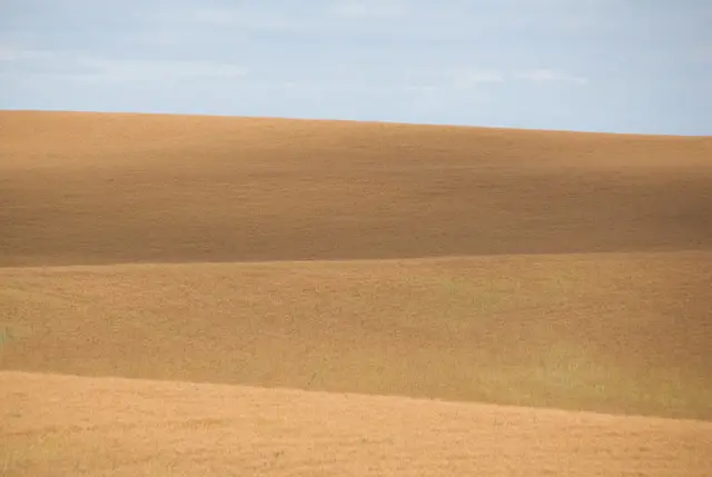 Rolling fields ready for harvest